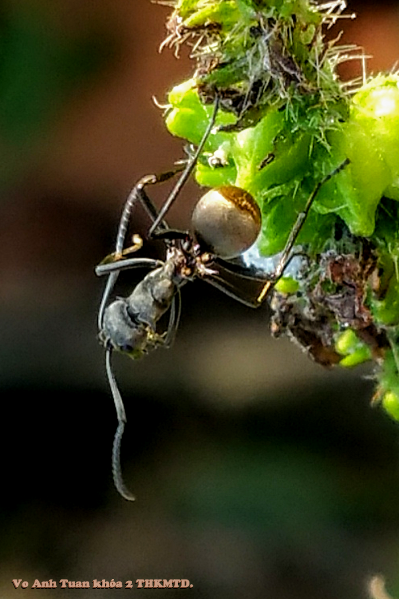 Golden-tailed Spiny Ant.