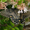 Eastern Tiger Swallowtail (Black)