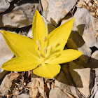 Large Sternbergia