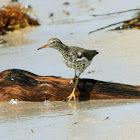 Spotted Sandpiper