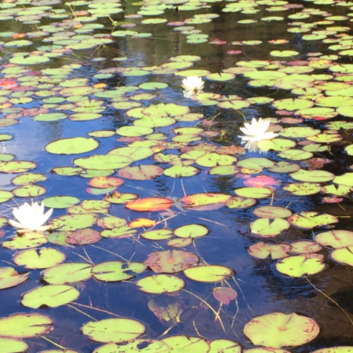 Fragrant white water lily