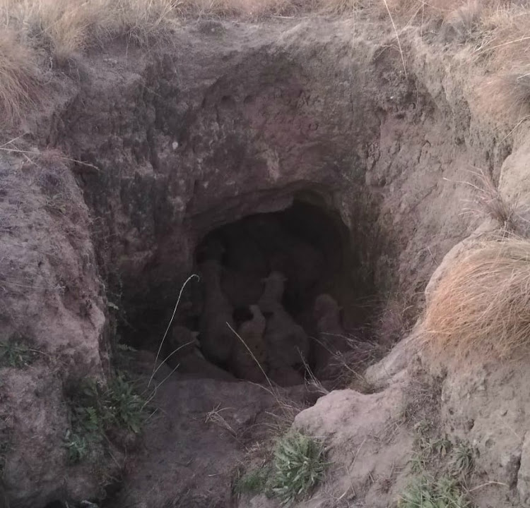 A tip off led police to the stolen sheep, hidden in a deep hole.