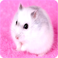 Cute Hamster Wallpapers