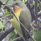 Ruby-cheeked sunbird