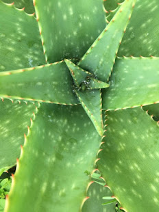 Home remedies pimples(圖5)-速報App