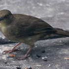 Red-eyed Bulbul