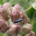 Leafhopper