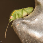 Green Shield Bug