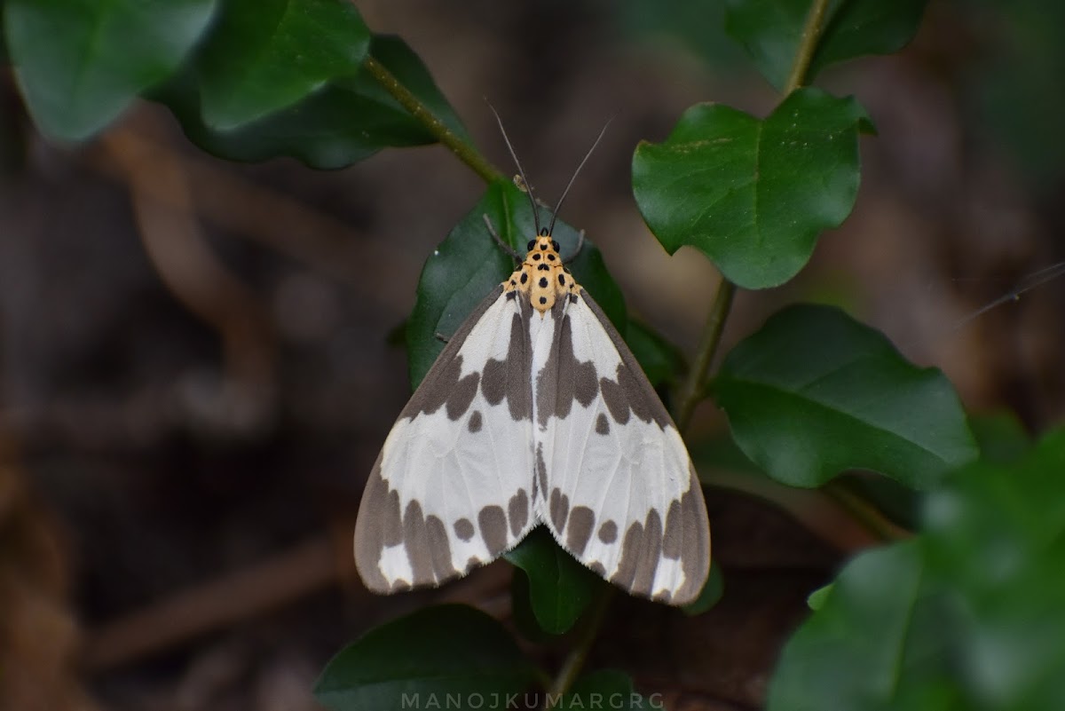 Marbled White Moth