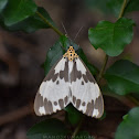 Marbled White Moth