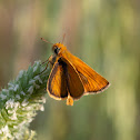 Small Skipper