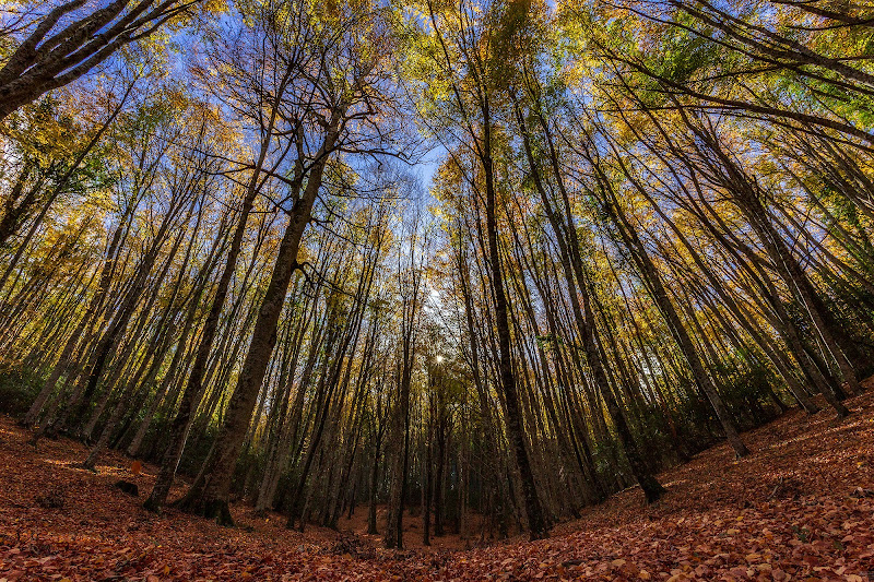 Est autumnus di prometeo