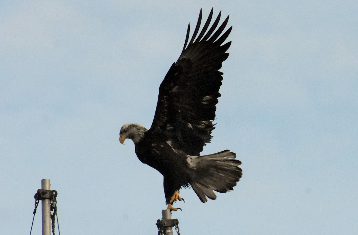 Bald eagle (juvenile)