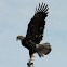 Bald eagle (juvenile)