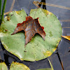 White Waterlily