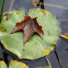 White Waterlily