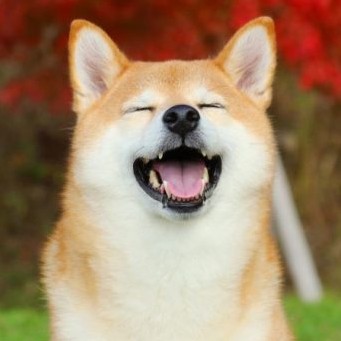 ﾜｺﾗｲｽ🍙
