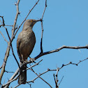 Curve-billed Thrasher