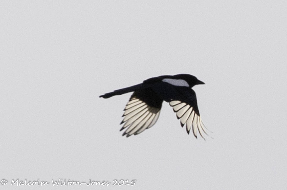 Magpie