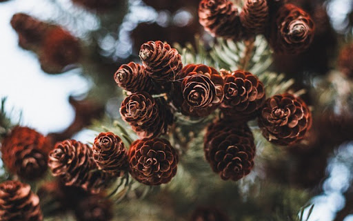 PINE CONE Theme screenshot 1