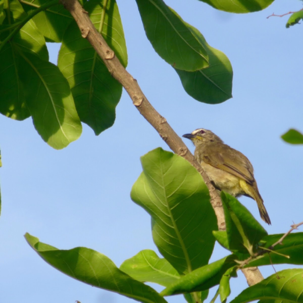 White browed bulbul