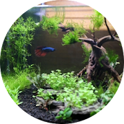 Desain Aquascape Aquarium  Icon