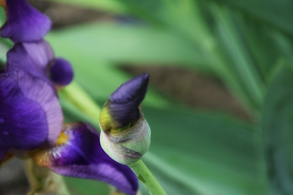 Iris nel giardino di Fra_frame93