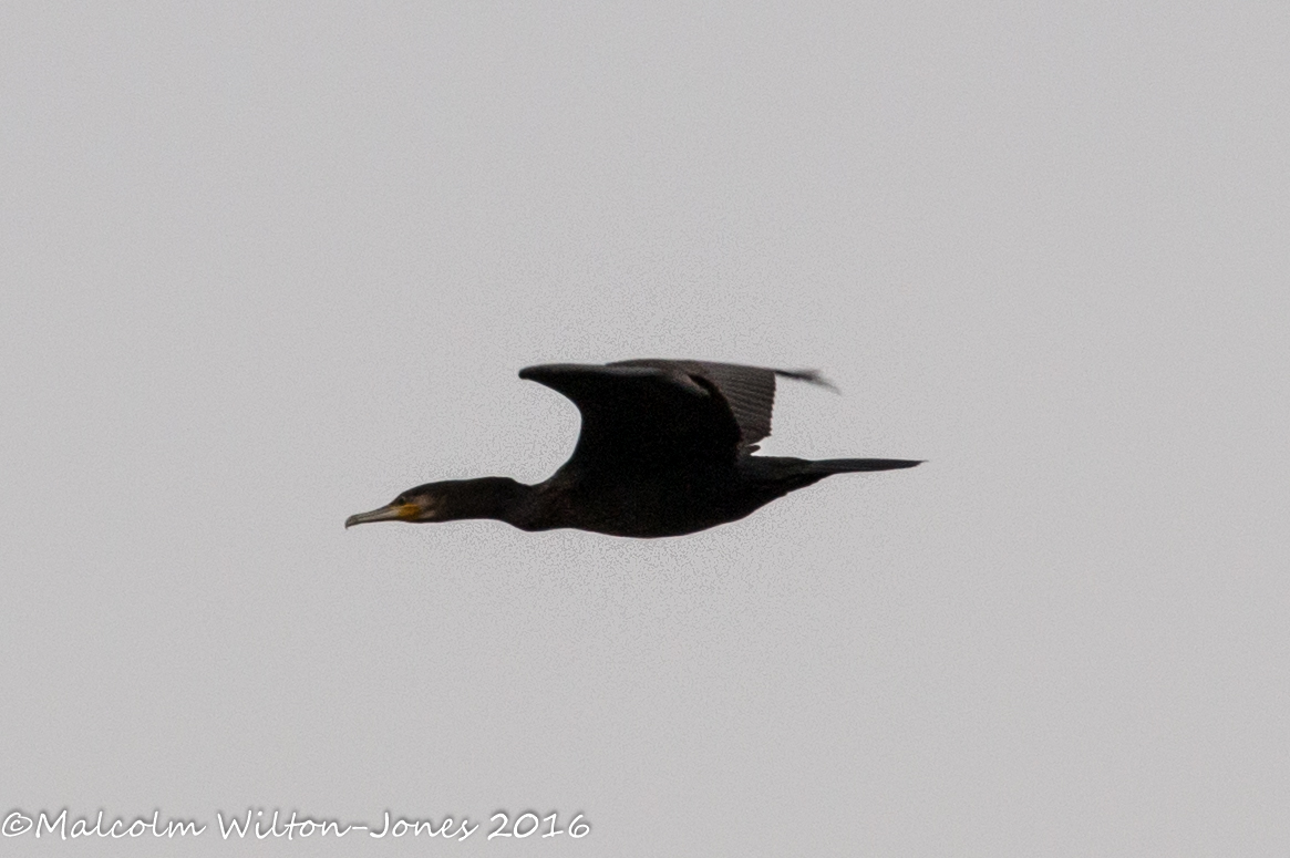 Cormorant