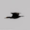 Cormorant