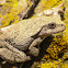 Cope's Gray Tree Frog