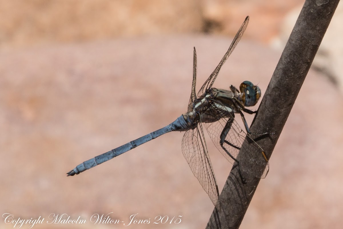 Epaulet Skimmer