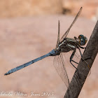 Epaulet Skimmer