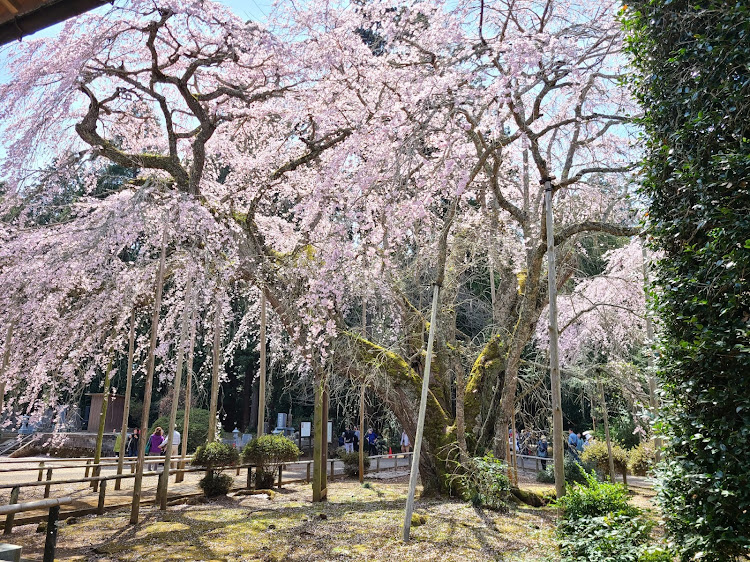 の投稿画像11枚目