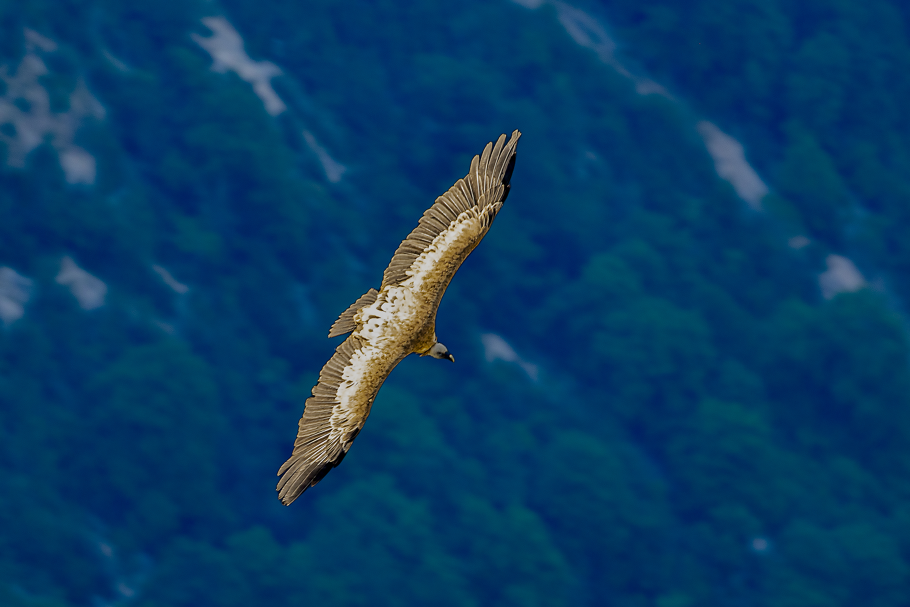 “Volare” di francofabbretti