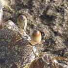 Sea Crab