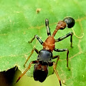 Ant mimicking jumping spider