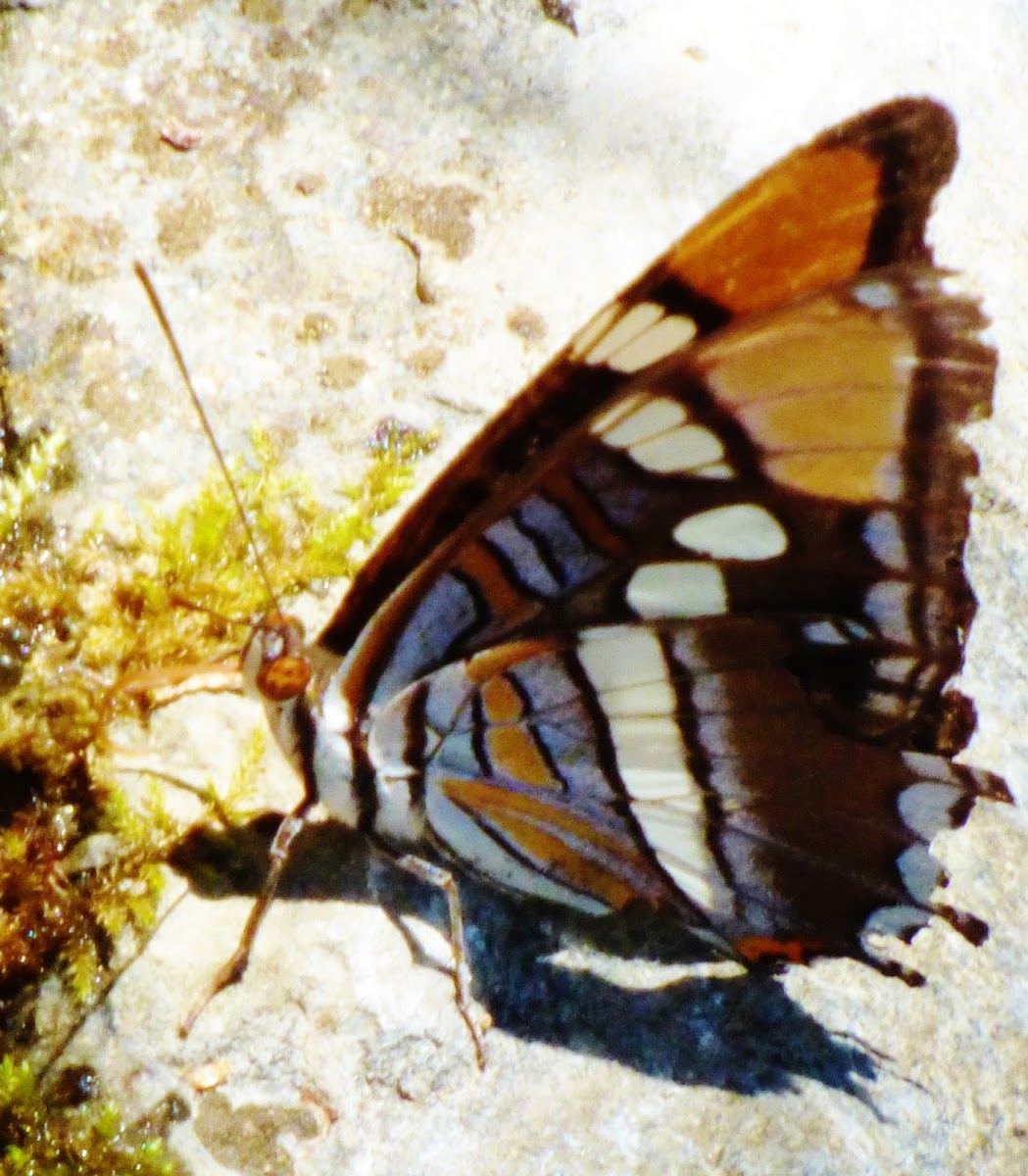 Arizona Sister butterfly