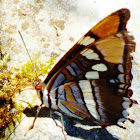 Arizona Sister butterfly