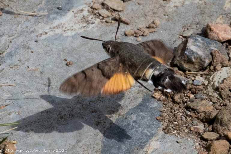 Hummingbird Hawk Moth