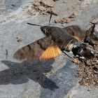 Hummingbird Hawk Moth