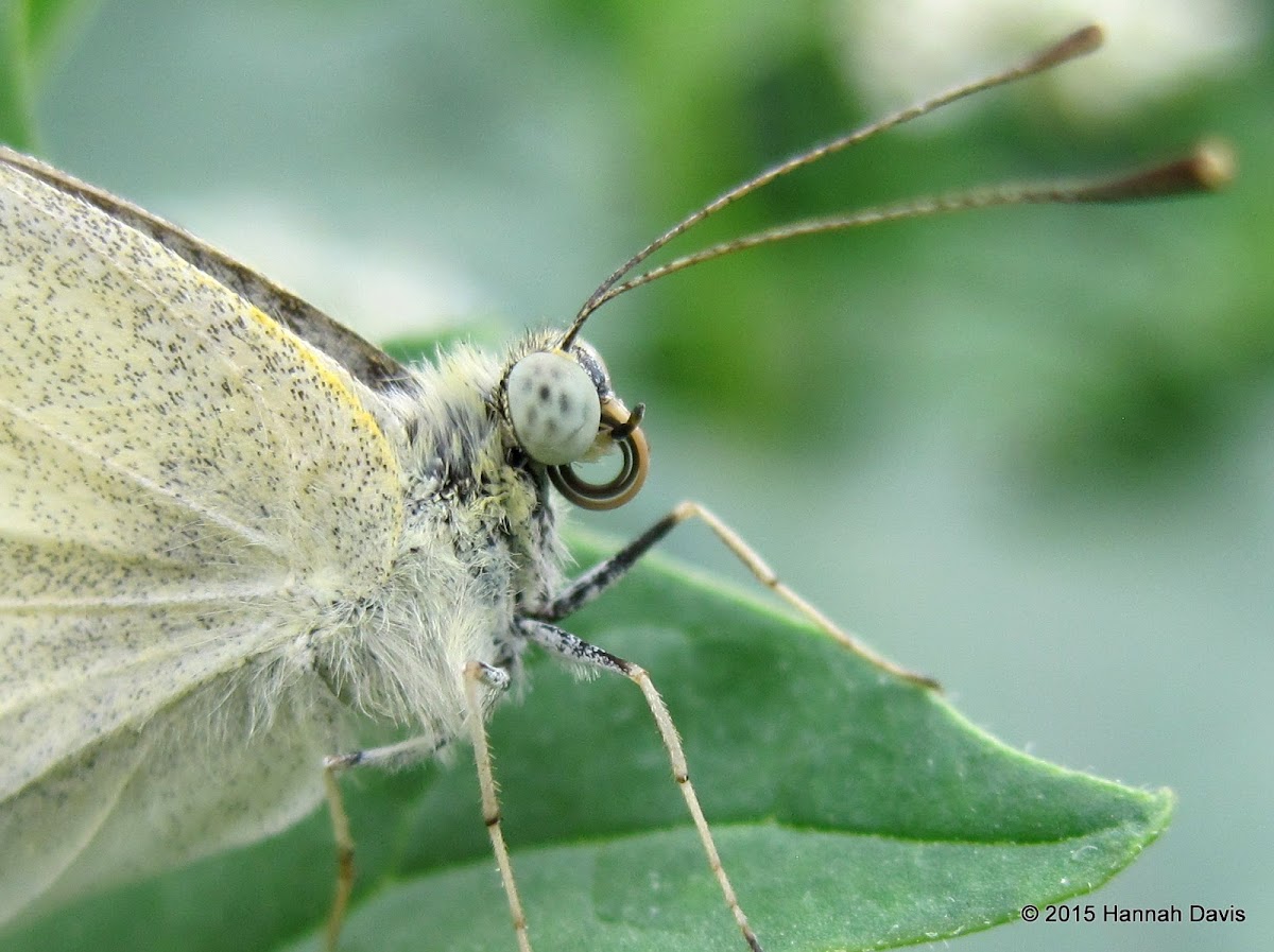 Small white