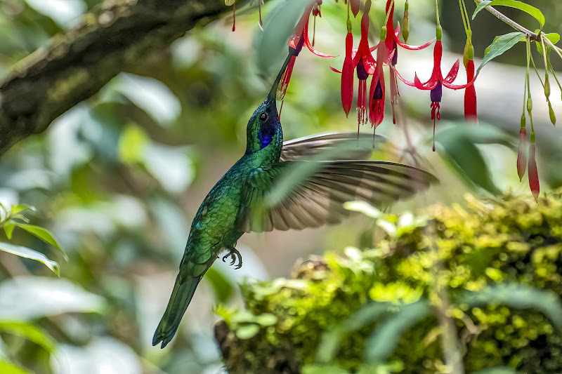 la leggerezza del colibrì di valerio_santambrogio