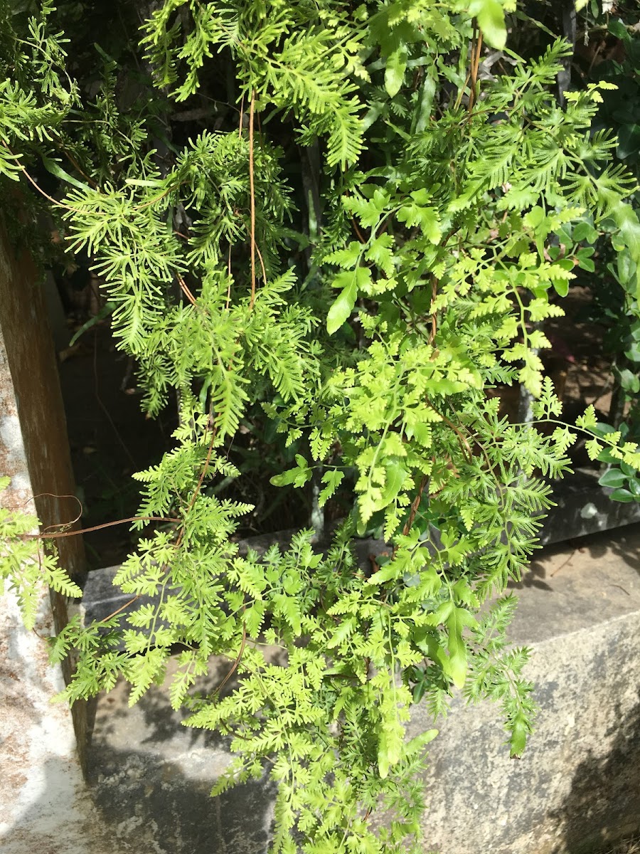 Climbing Fern