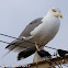 Lesser Black-backed Gull