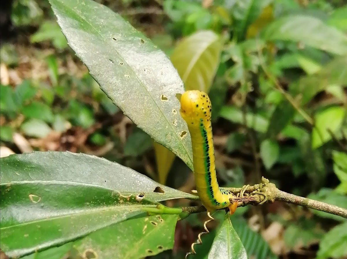 Caterpillar of False tiger Moth.