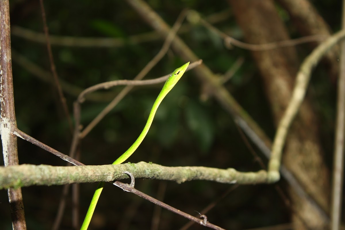 Sri Lankan Green Vine Snake