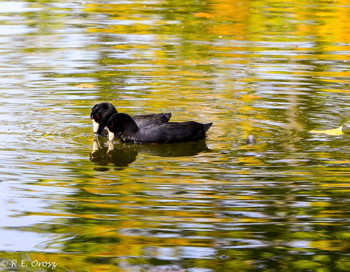 American Coot