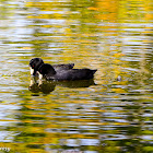 American Coot