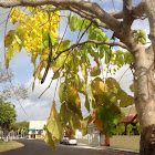 Golden shower tree