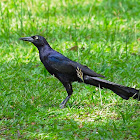 Zanate (Great-tailed grackle)